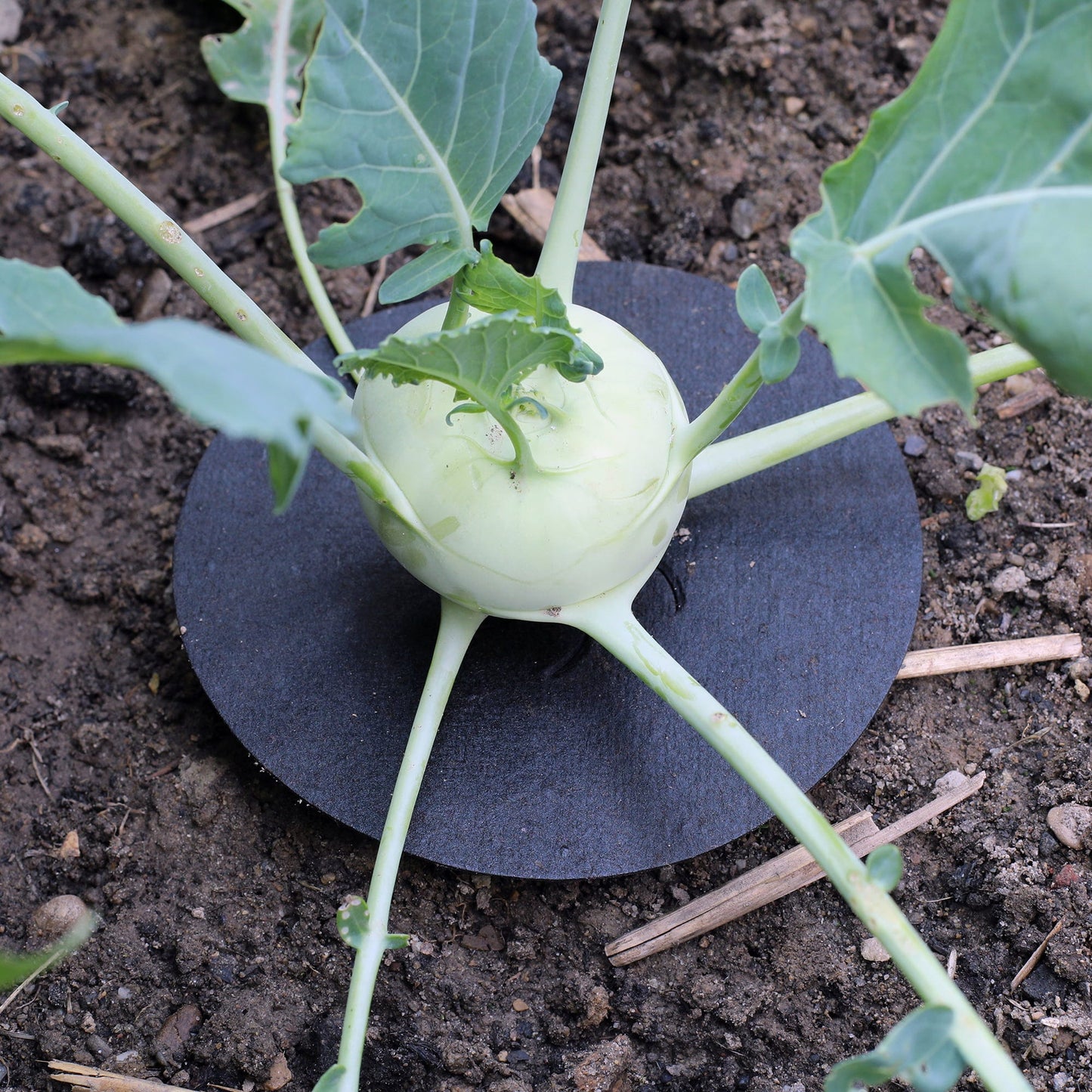 Kohl-Kragen