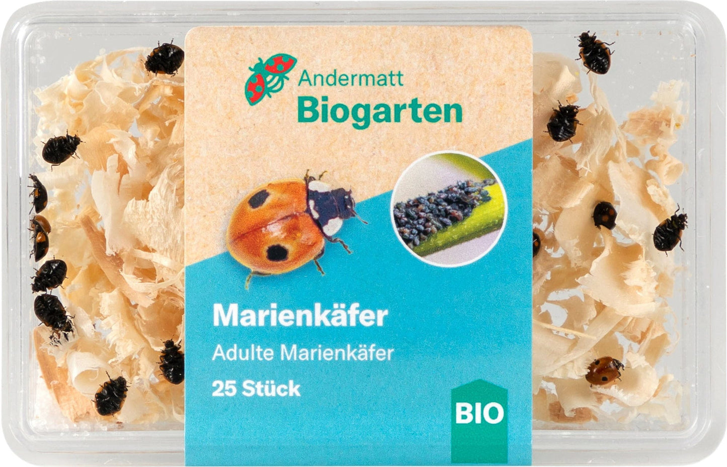 Marienkäfer Adulte, 25 Stück