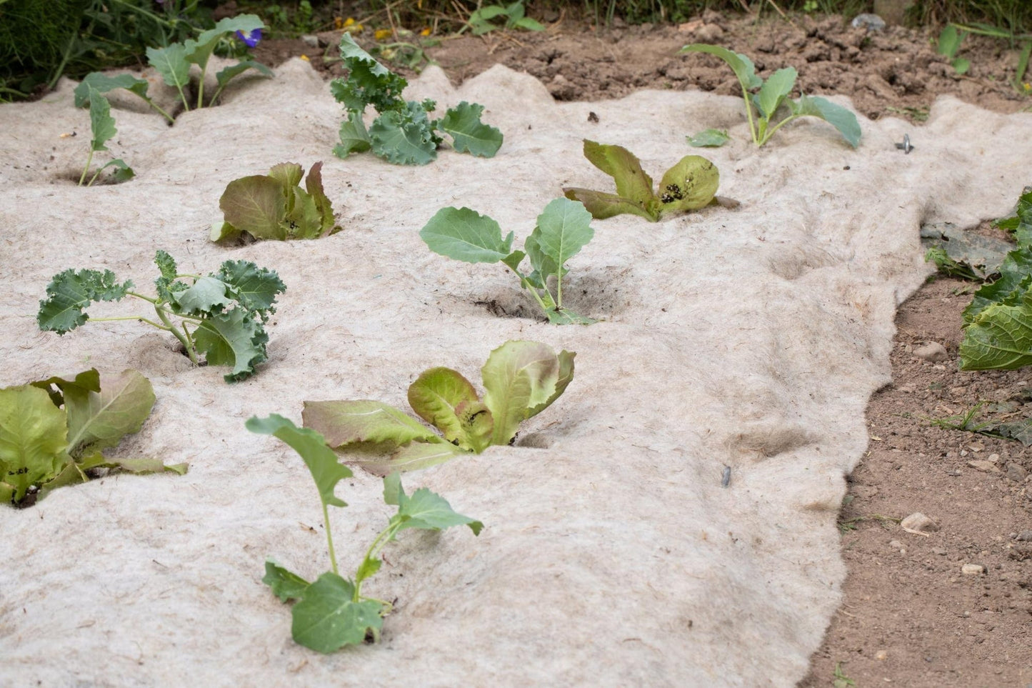 Mulchvlies