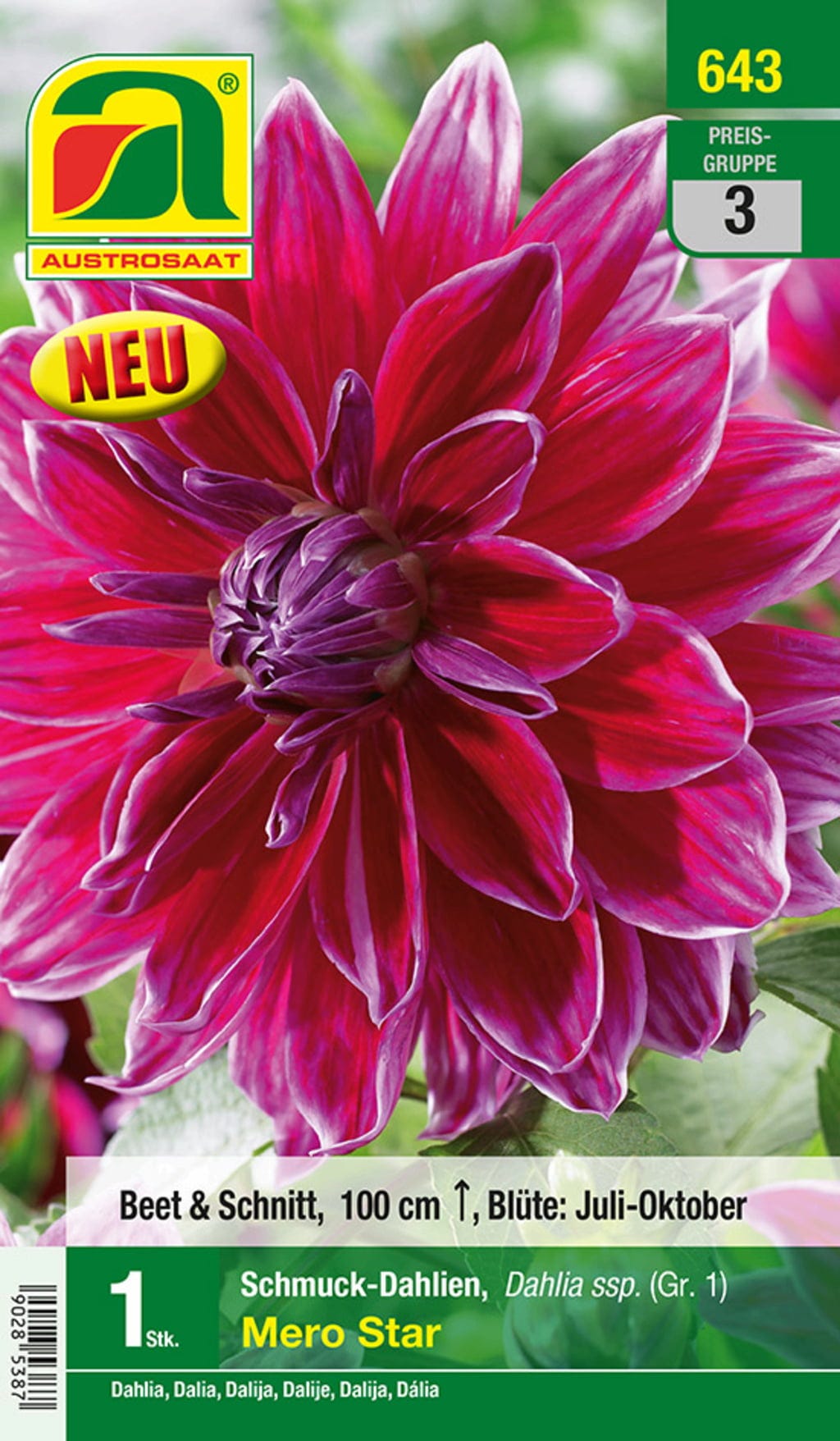Blumenzwiebel, Dahlie Schmuck Mero