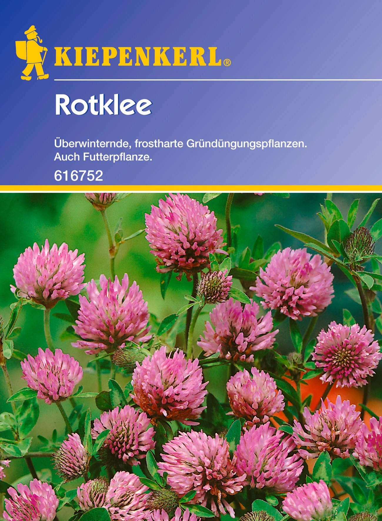 Rotklee