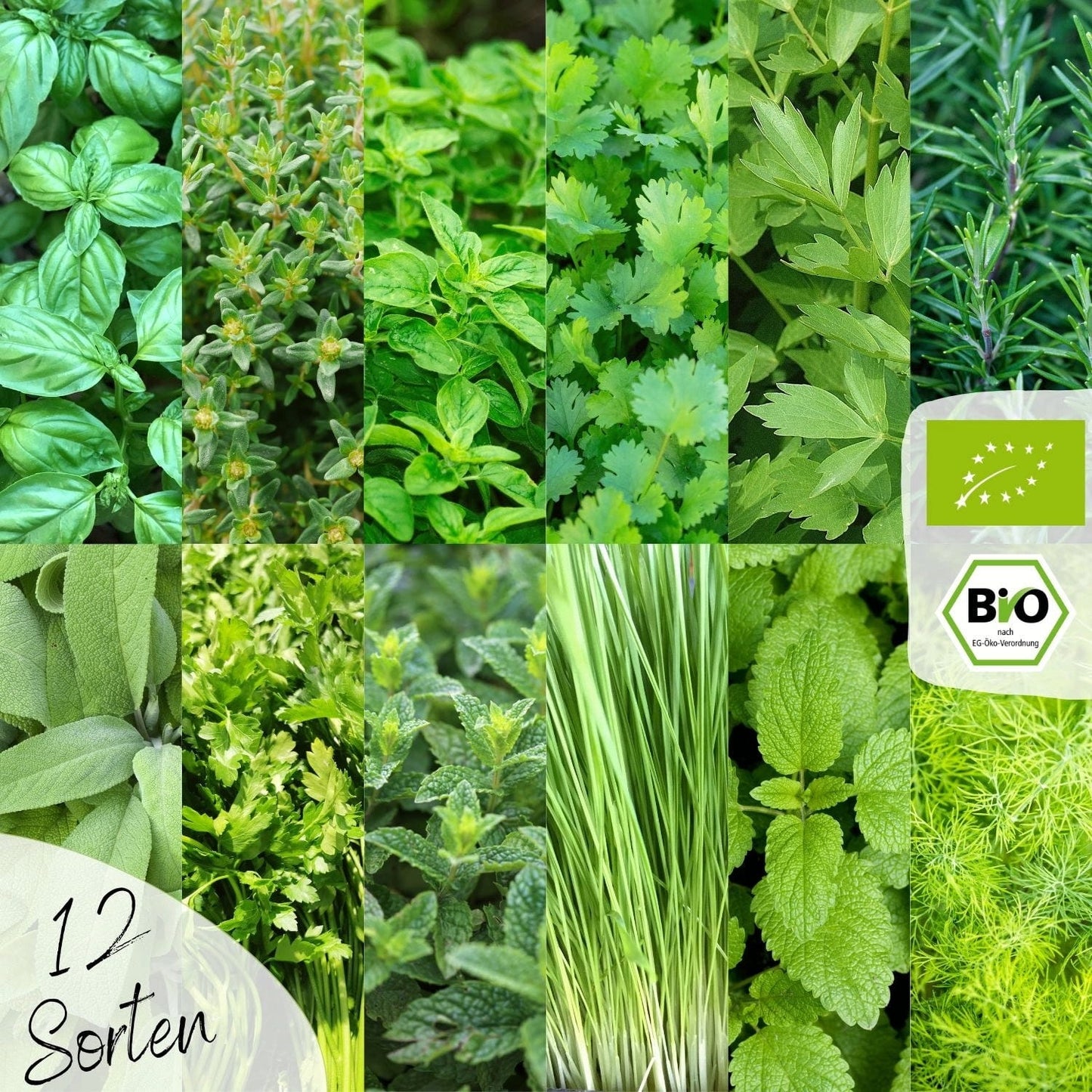 Bio Kräutersamen Set