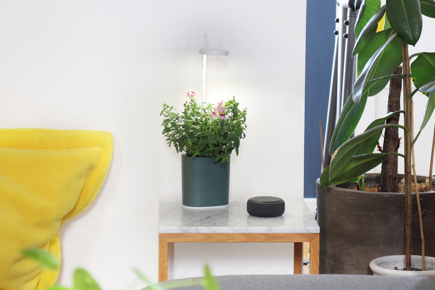 Nano Garden, Grün Wald Inkl. Buntnessel Samenkapsel