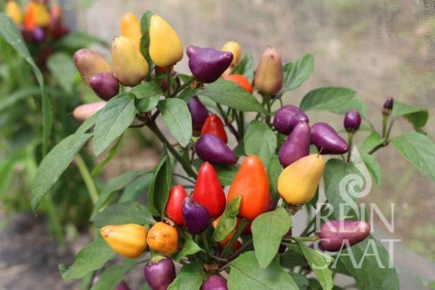 Chili "Aurora"