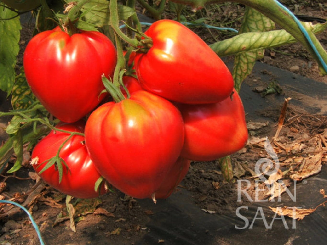 Fleischtomate "Ochsenherz"