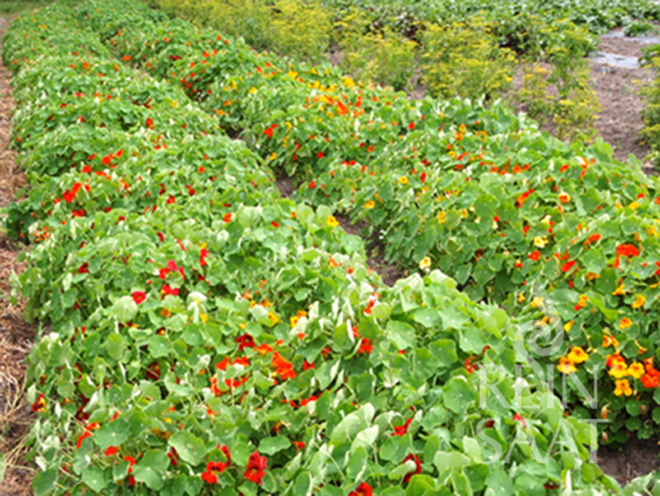 Kapuzinerkresse ''Tropaeolum Majus''