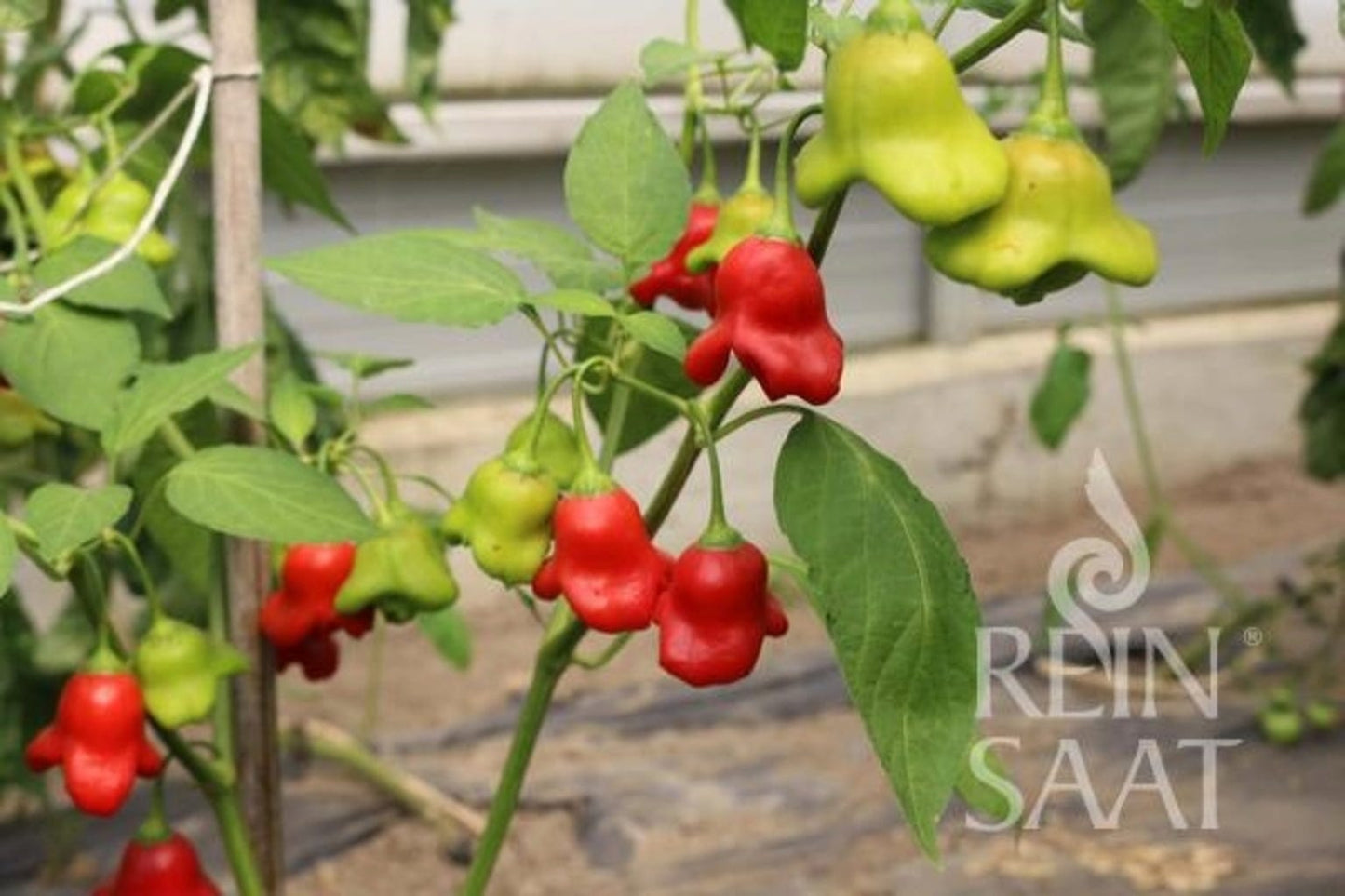 Paprika "Glockenpaprika"