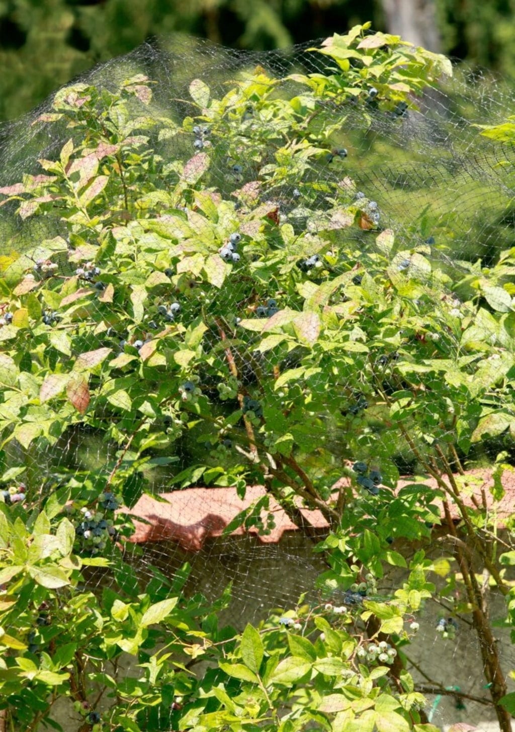 Windhager Vogelschutz-Netz ORTONET, 5x4m