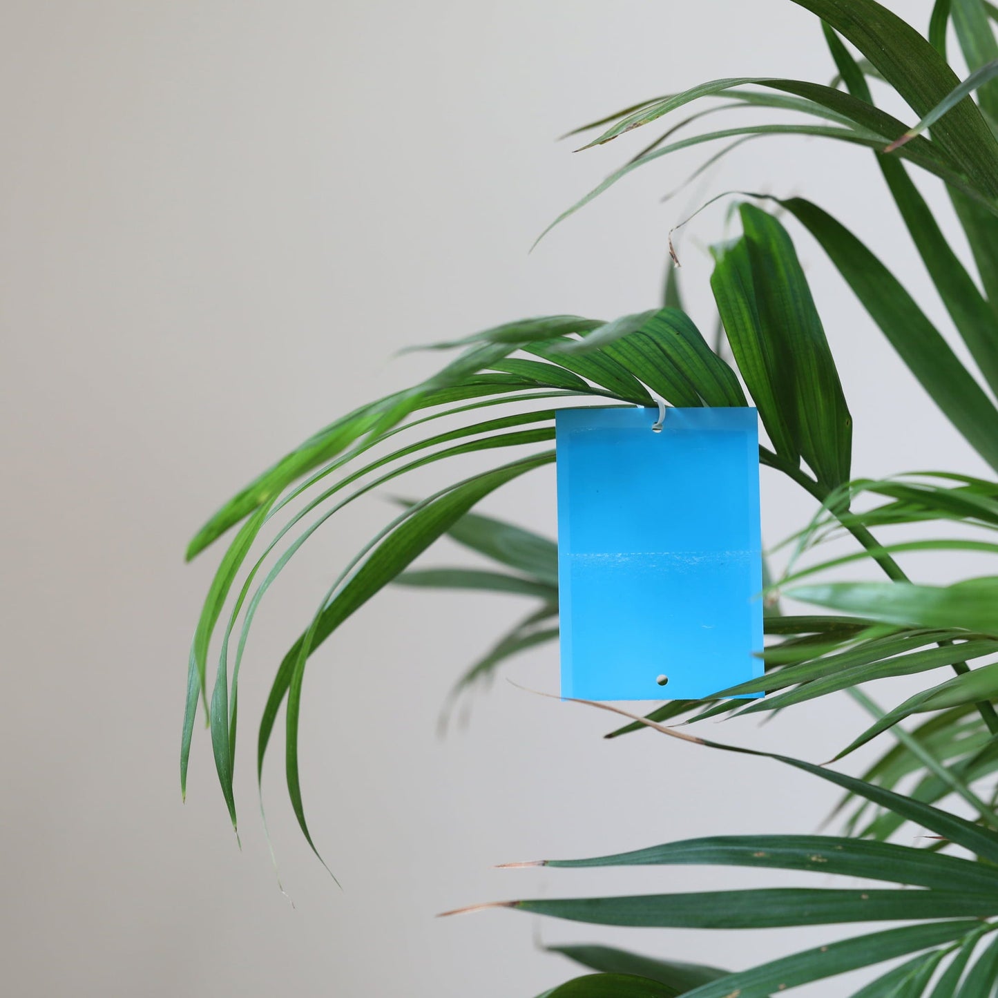  Blaufalle