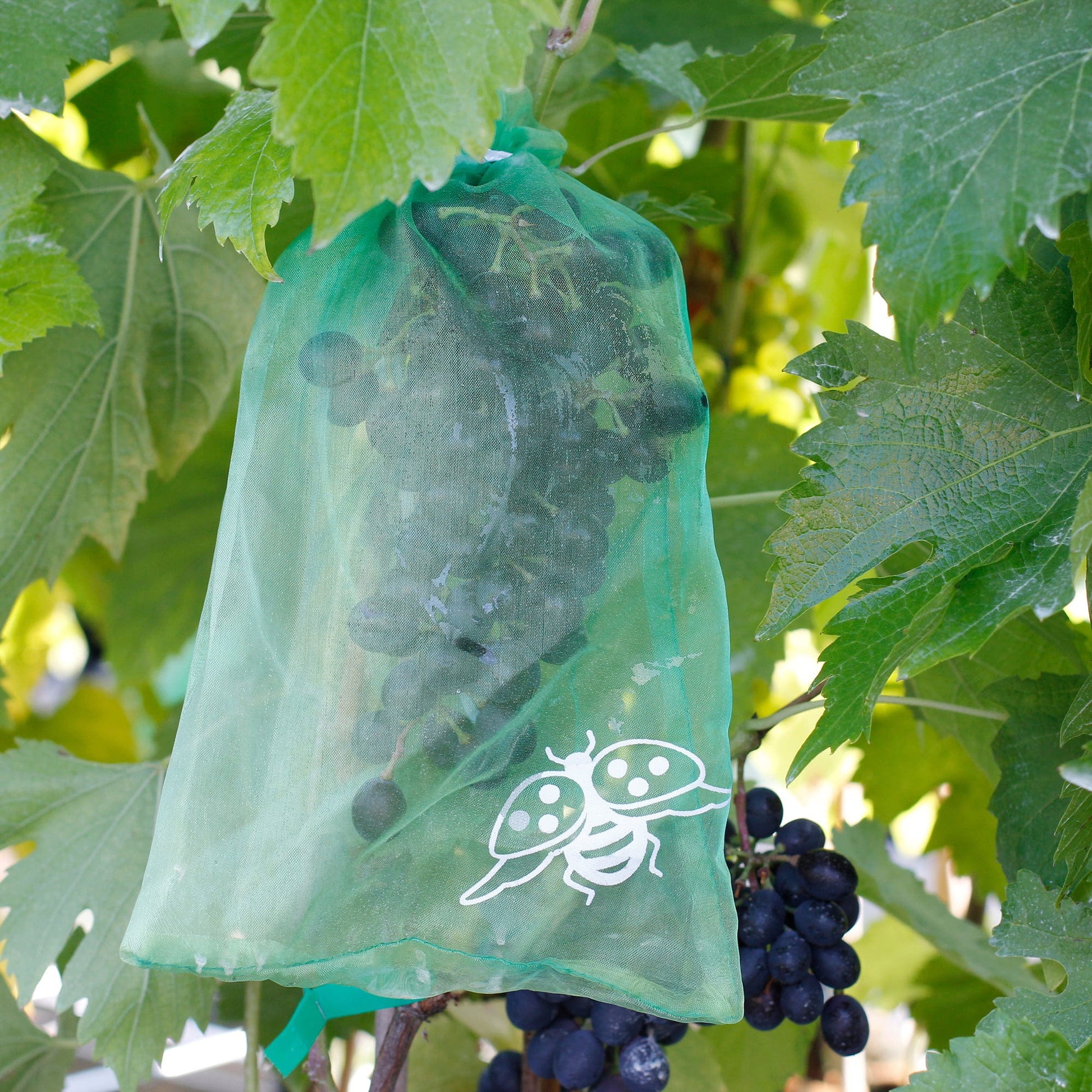  Trauben-Schutztaschen