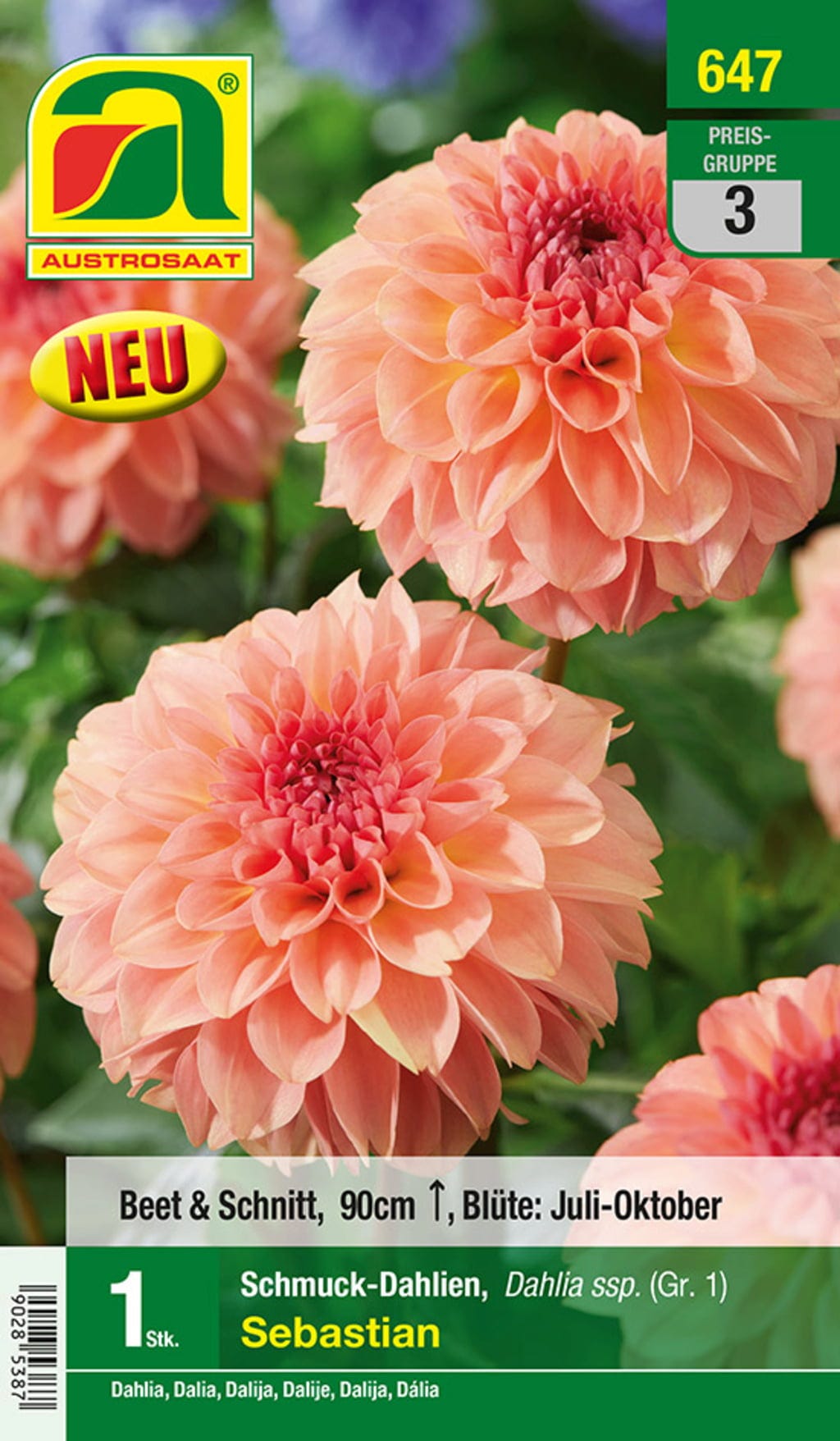  Blumenzwiebel, Dahlie Schmuck Sebastian