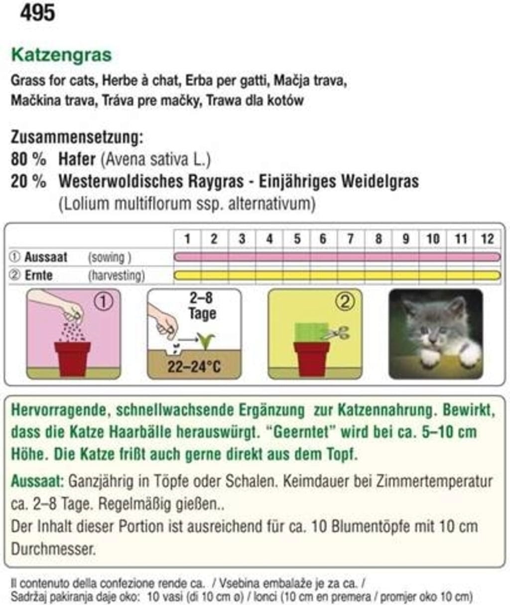  Katzengras
