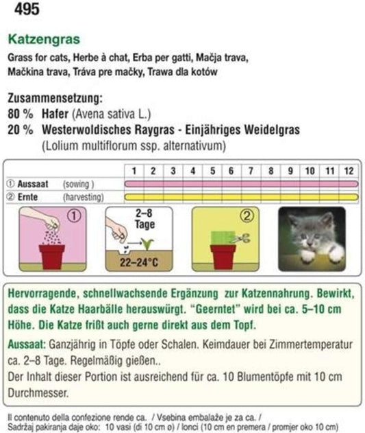 Katzengras