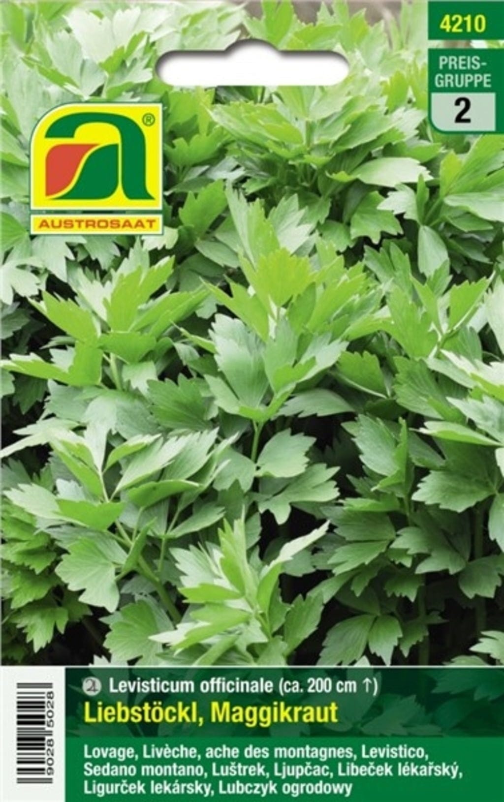  Liebstöckl "Maggikraut"