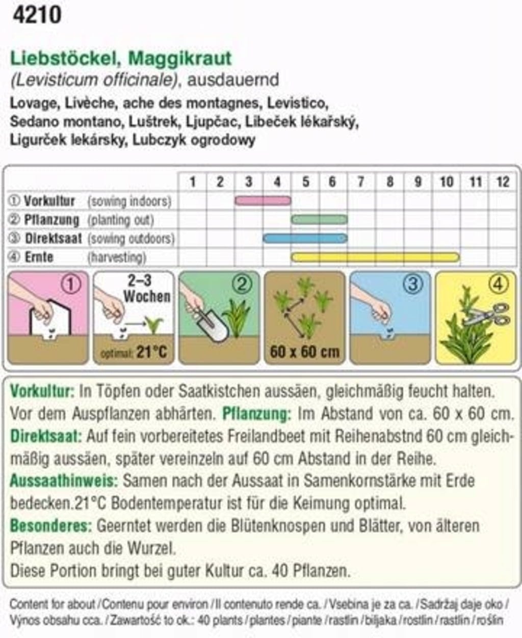  Liebstöckl "Maggikraut"