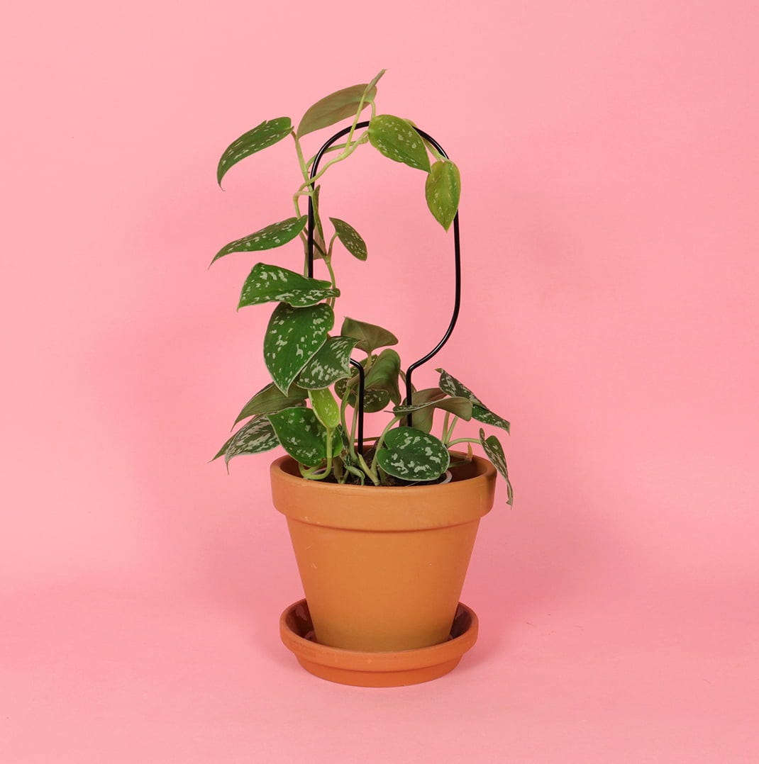  Rankhilfe "Mini Plant Stake" - Schwarz, Hoop