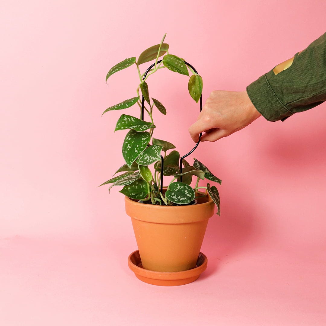  Rankhilfe "Mini Plant Stake" - Schwarz, Hoop