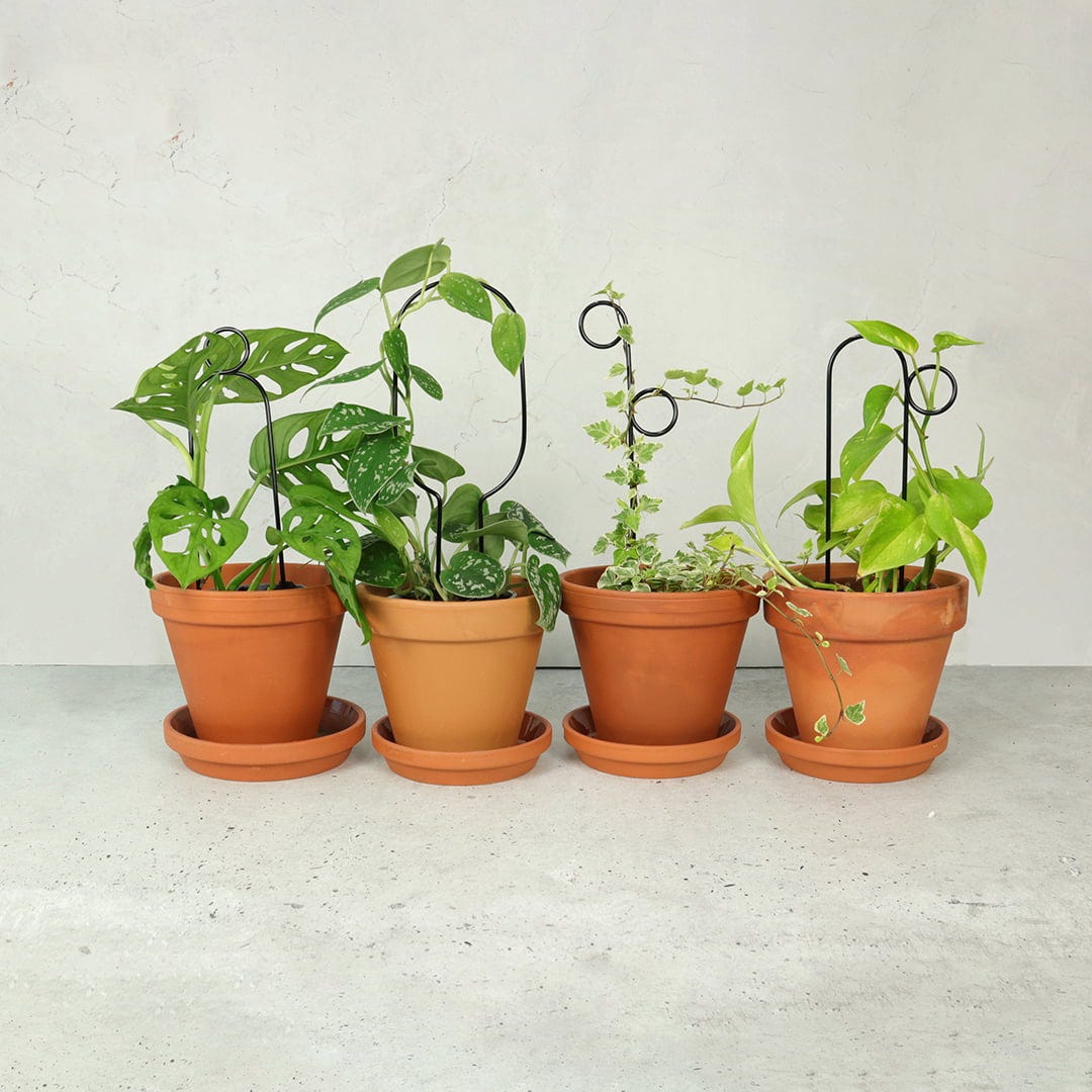  Rankhilfe "Mini Plant Stake" - Schwarz, Hoop