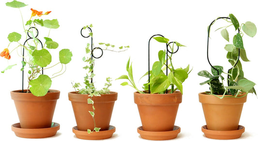  Rankhilfe "Mini Plant Stake" - Schwarz, Hoop
