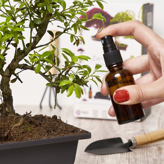  Bonsai Anzucht-Set "Ready To Grow"