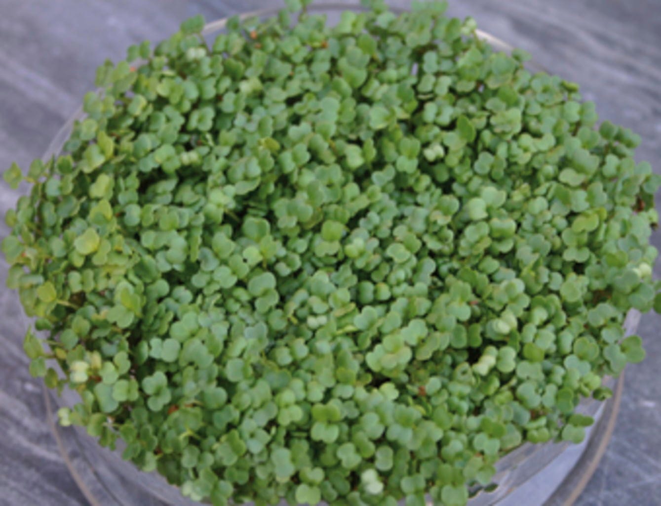  Keimsprossen "Brokkoli", 25 G