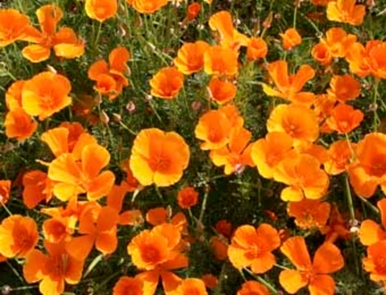  Mohn "Oranges Schlafmützchen", 1 G