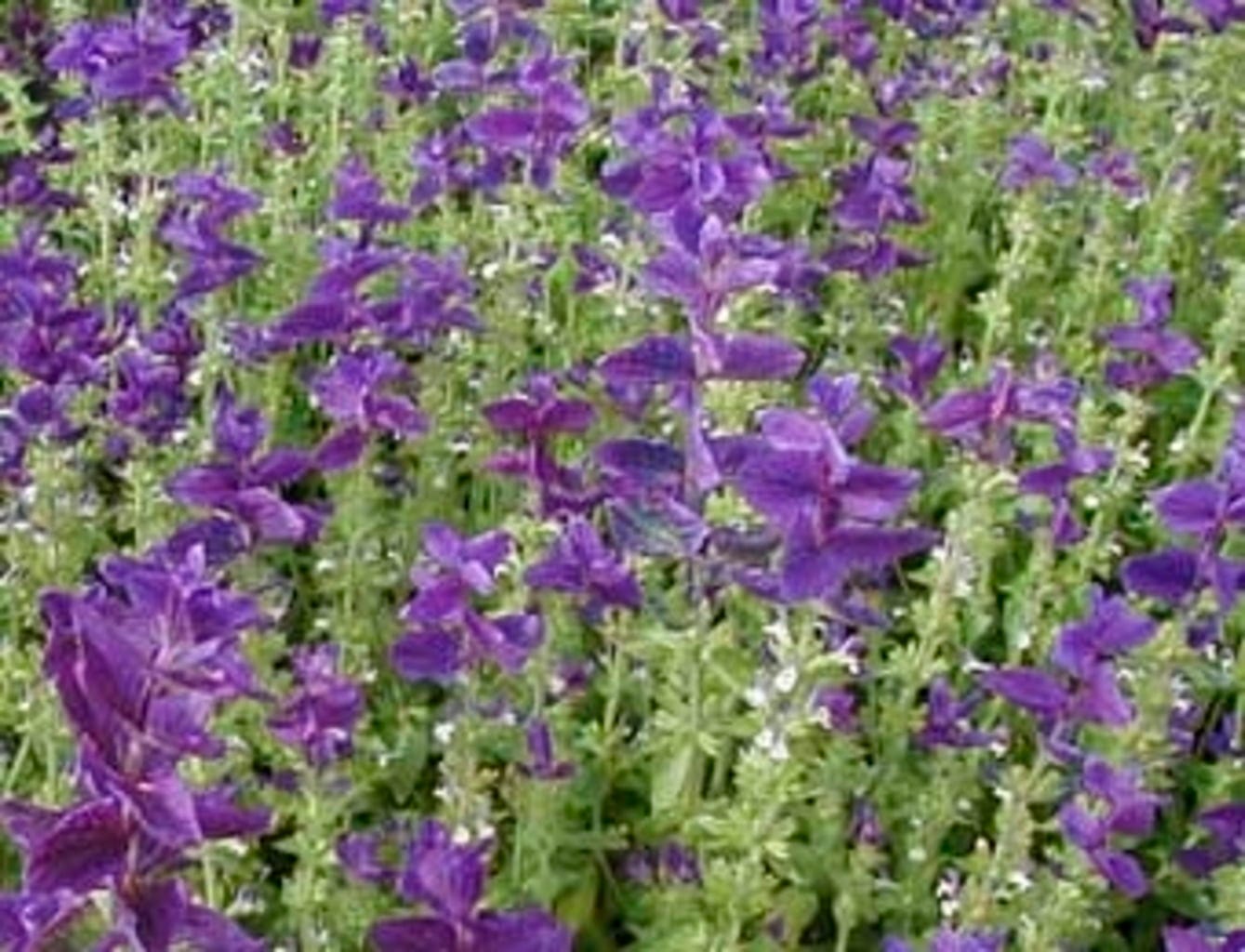  Scharlachsalbei, 1 G