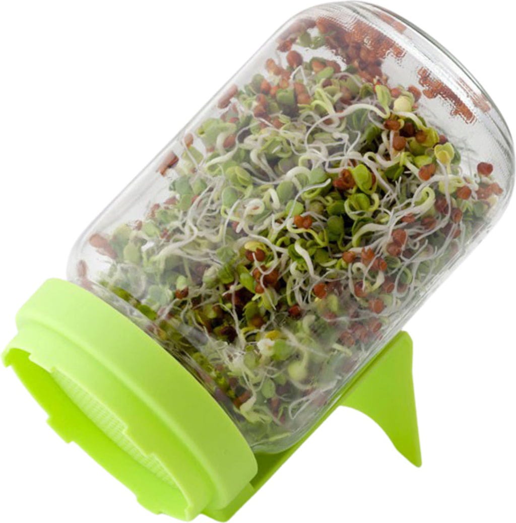  Sprossenglas, Mint