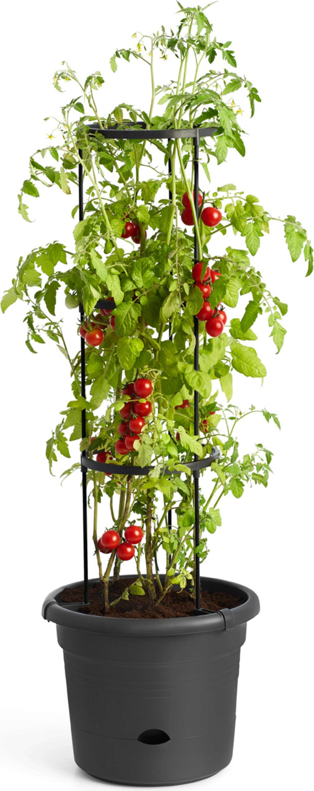 Elho Green Basics Tomatentopf 33 Cm, Schwarz