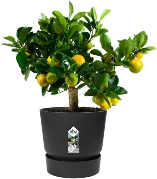 Elho Greenville Topf Rund 25 Cm, Lebhaft Schwarz