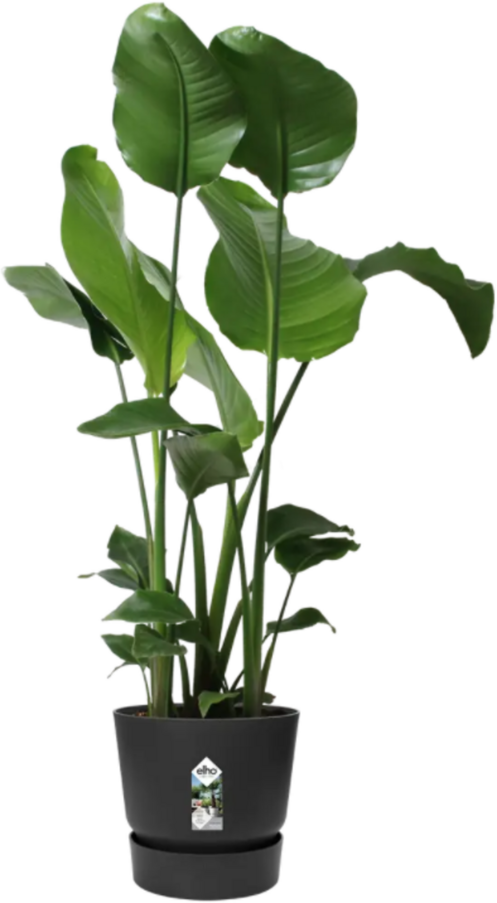 Elho Greenville Topf Rund 47 Cm, Lebhaft Schwarz