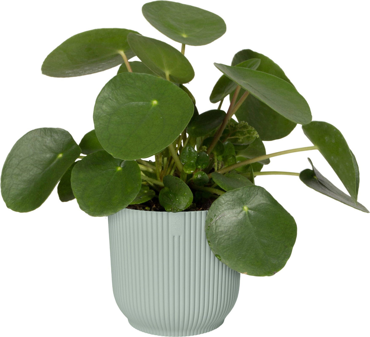 Elho Vibes Fold Rund 16 Cm, Sorbet Grün