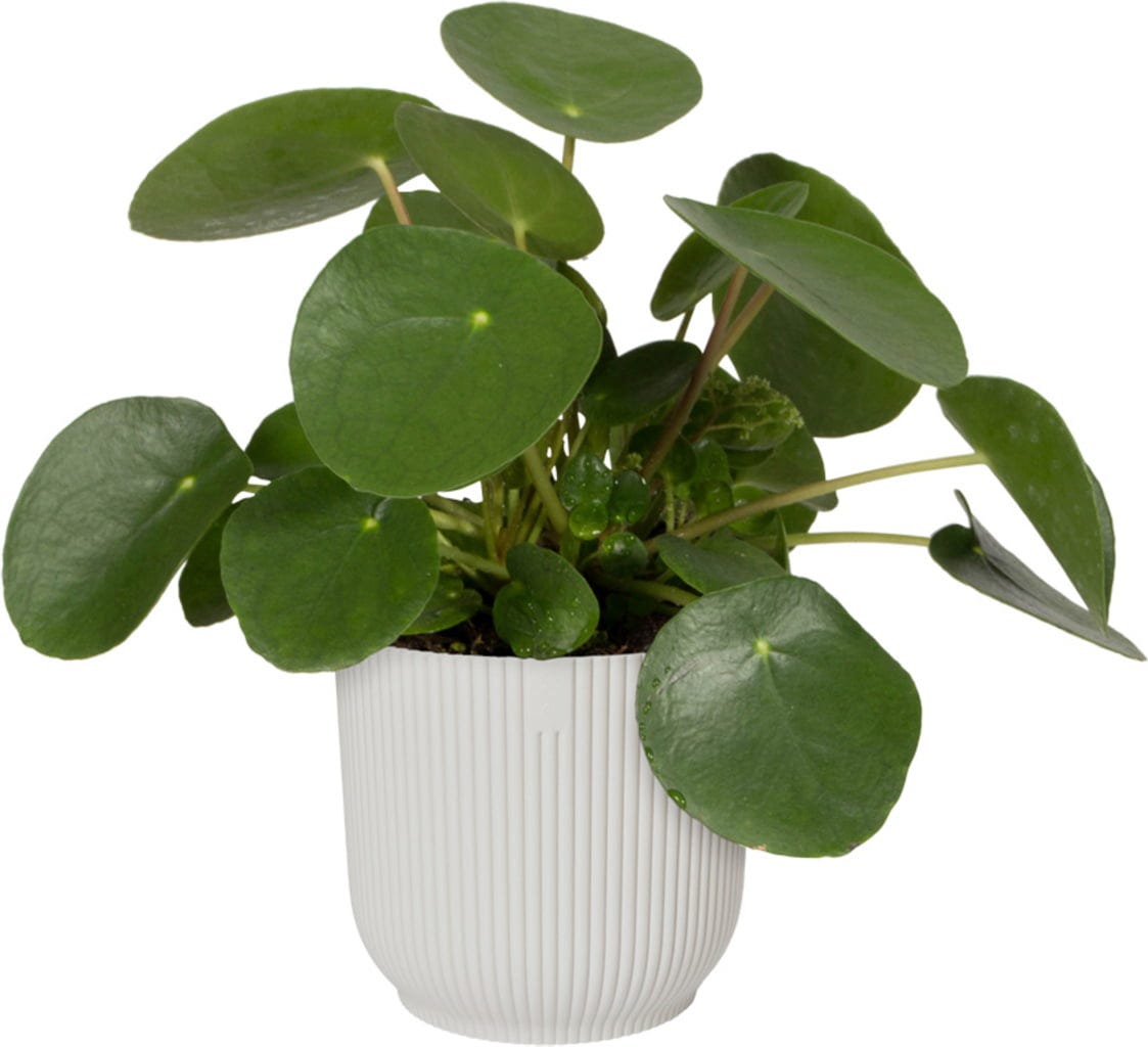 Elho Vibes Fold Rund Mit Rollen 35 Cm, Seidenweiß