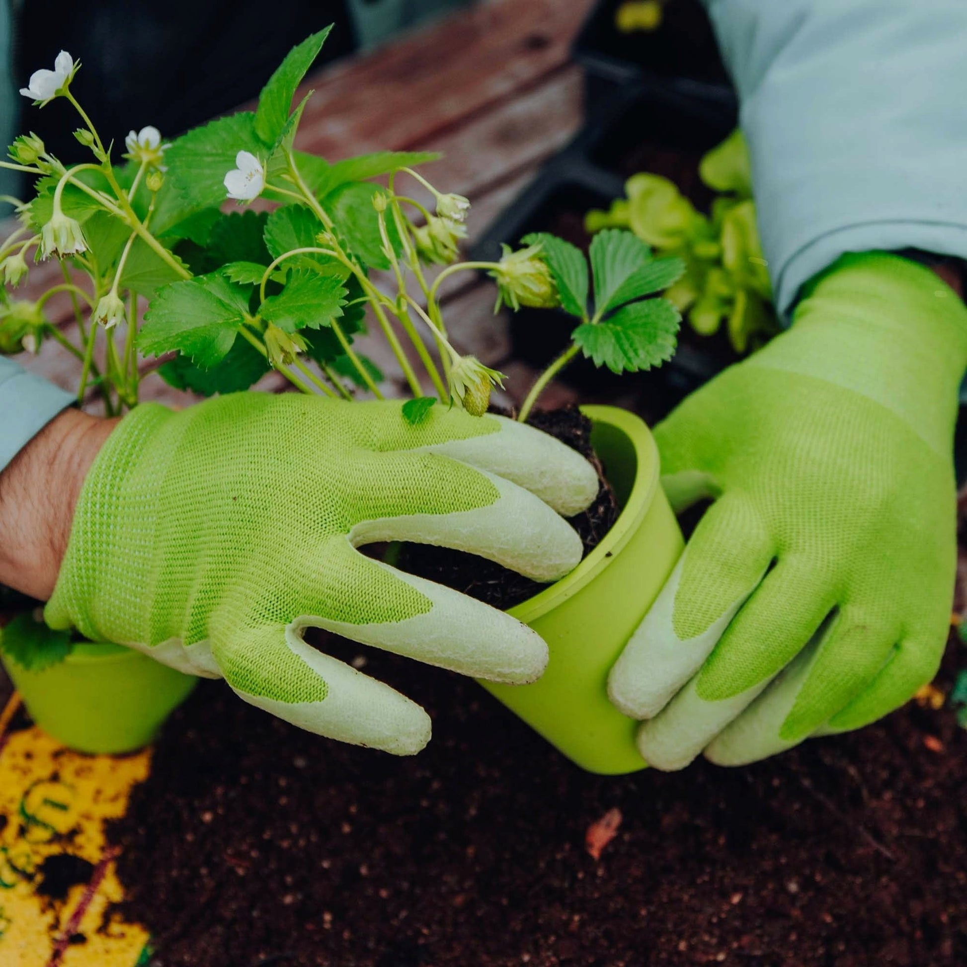  Gartenhandschuhe, Medium