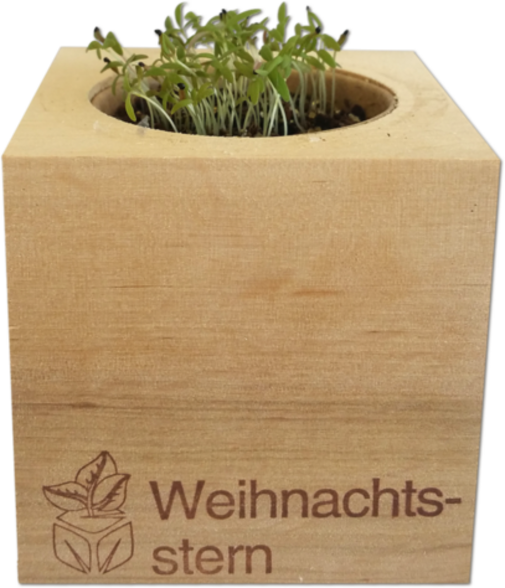  Ecocube "Weihnachtsstern"