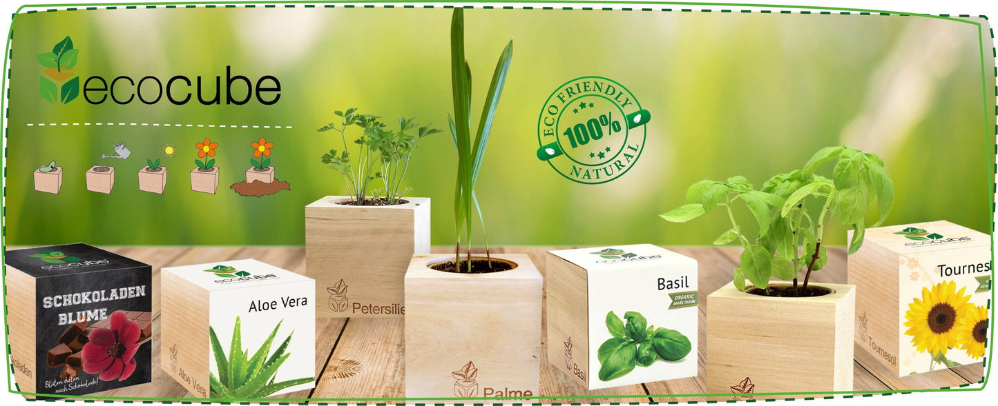  Ecocube "Weihnachtsstern"