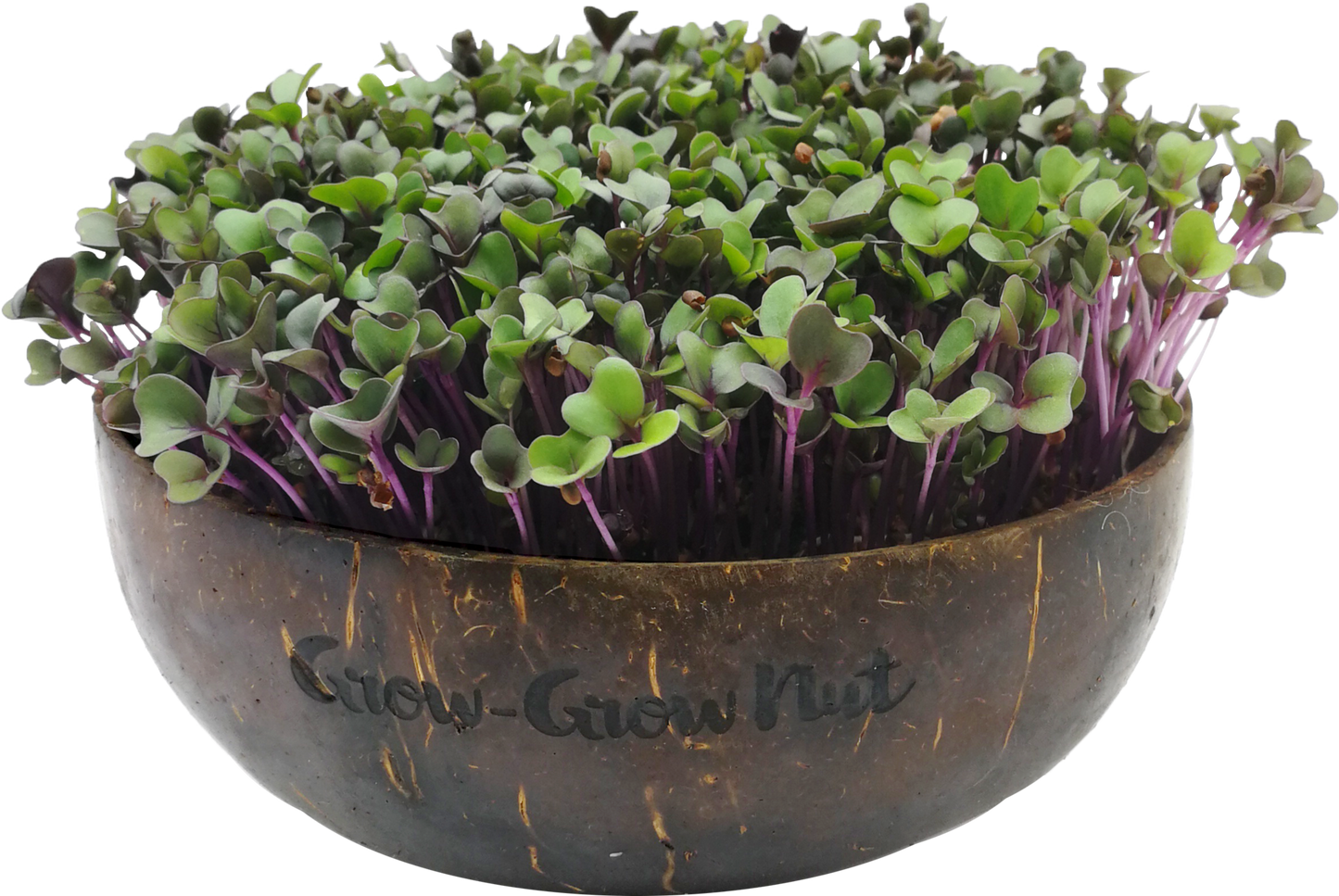 Microgreens Nachfüllpaket "Asian Festival"