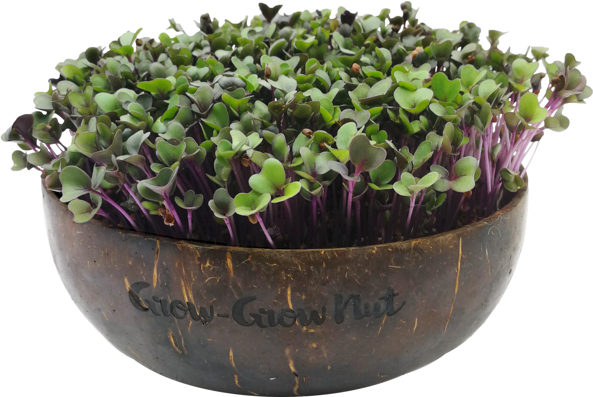  Microgreens Nachfüllpaket "Asian Festival"