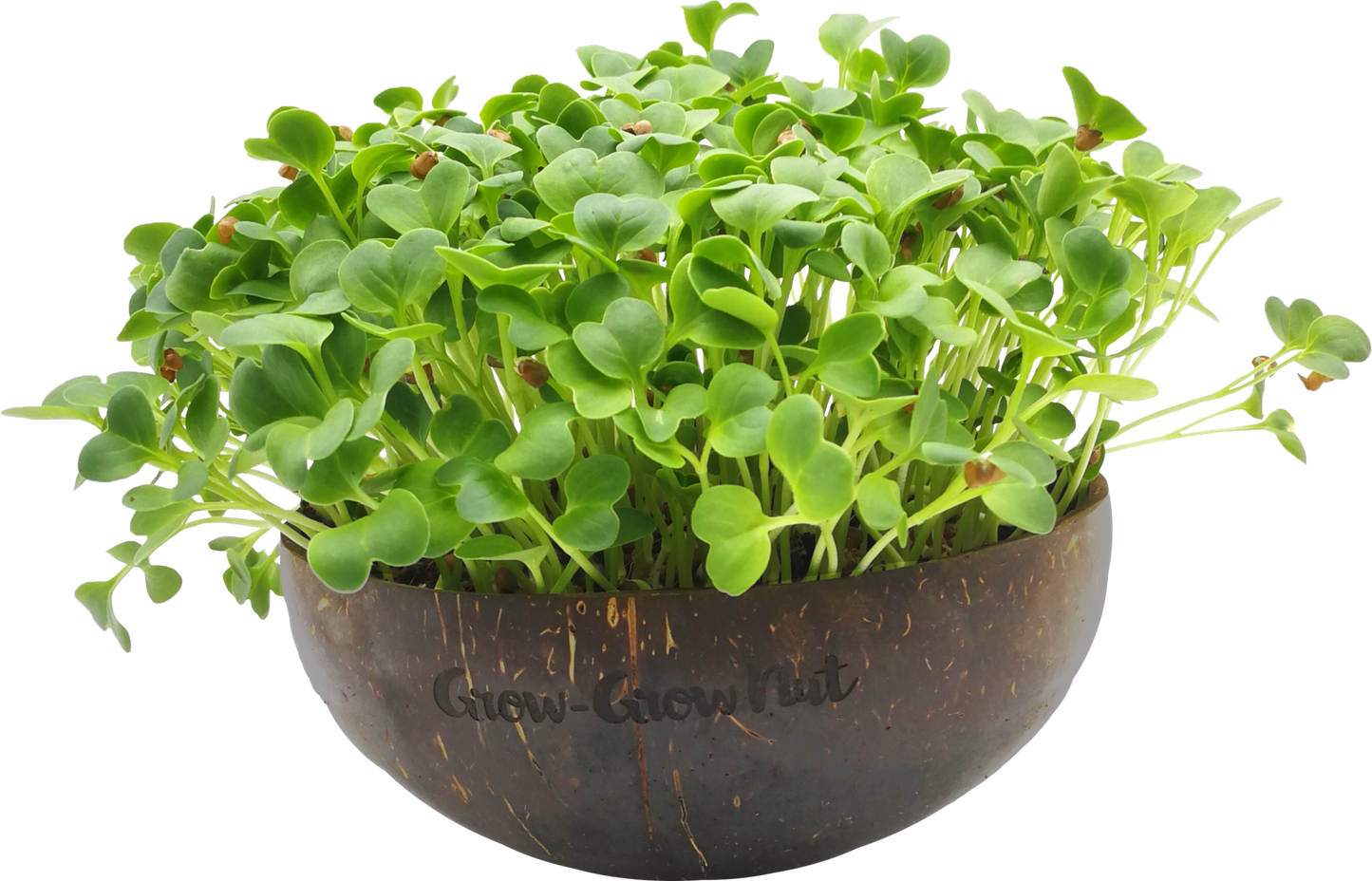  Microgreens Nachfüllpaket "Asian Festival"