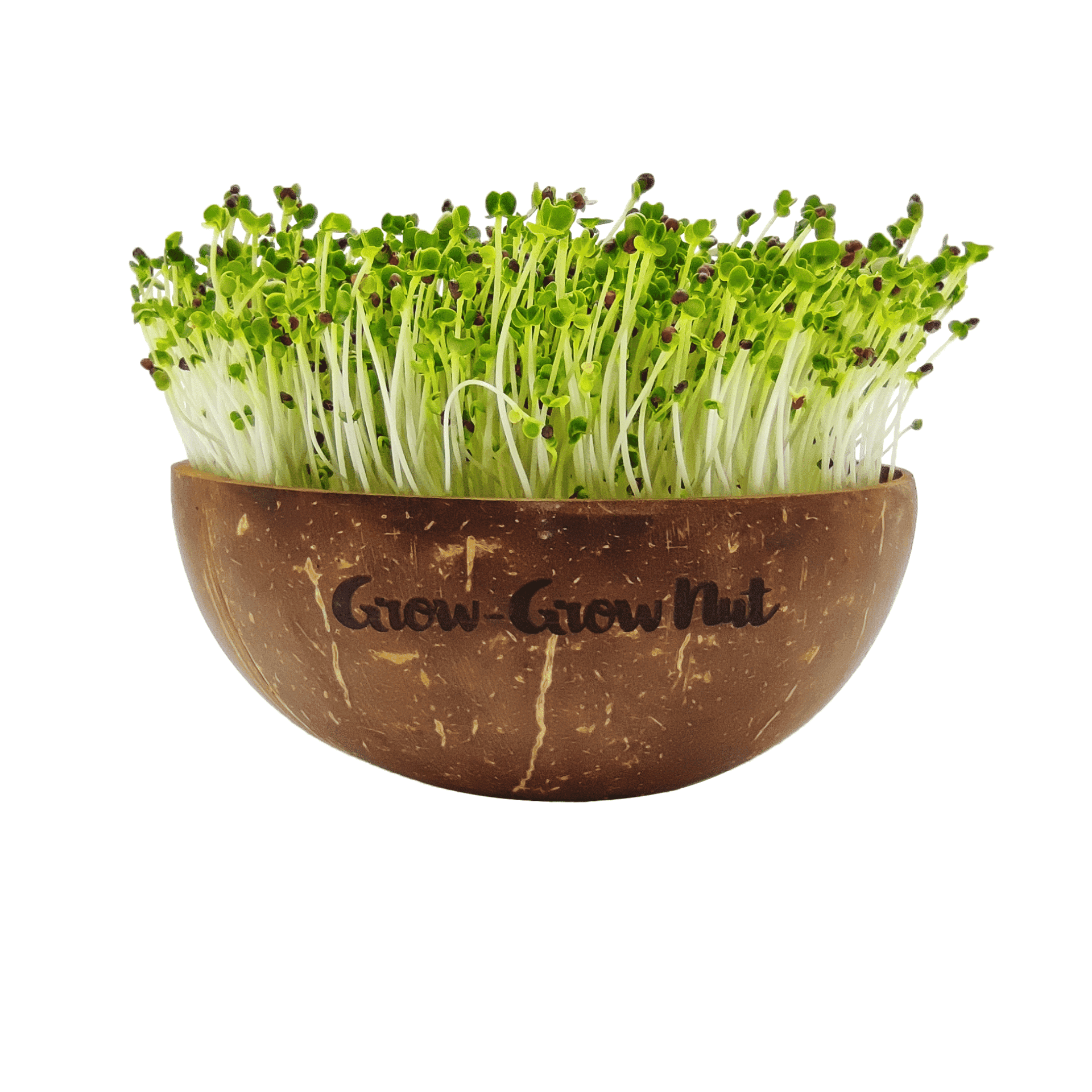  Microgreens Nachfüllpaket "Asian Festival"