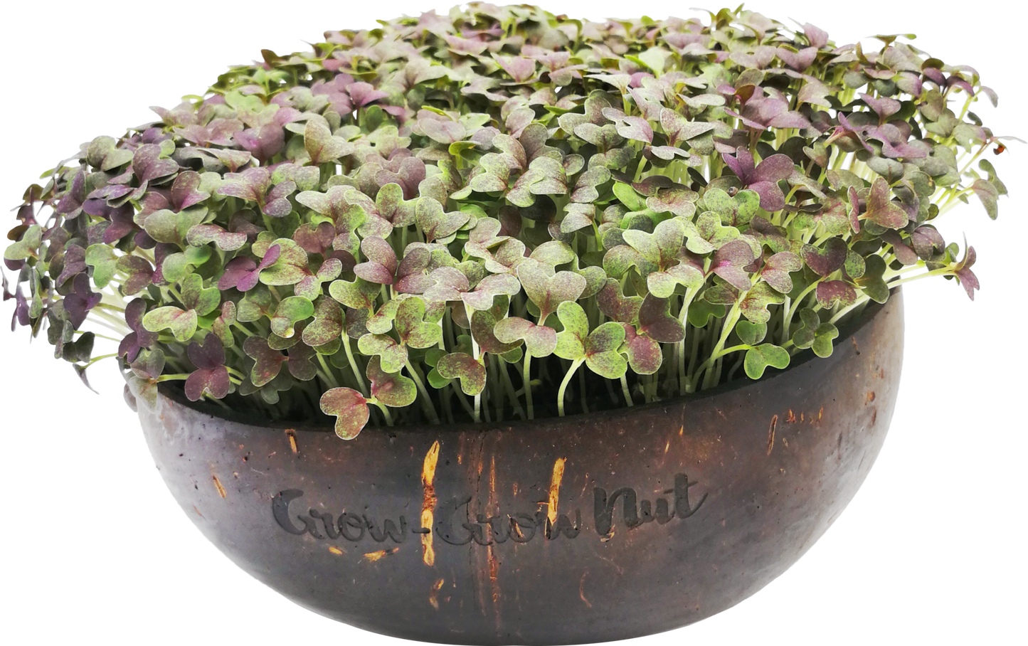  Microgreens Nachfüllpaket "The Mikro Greens"