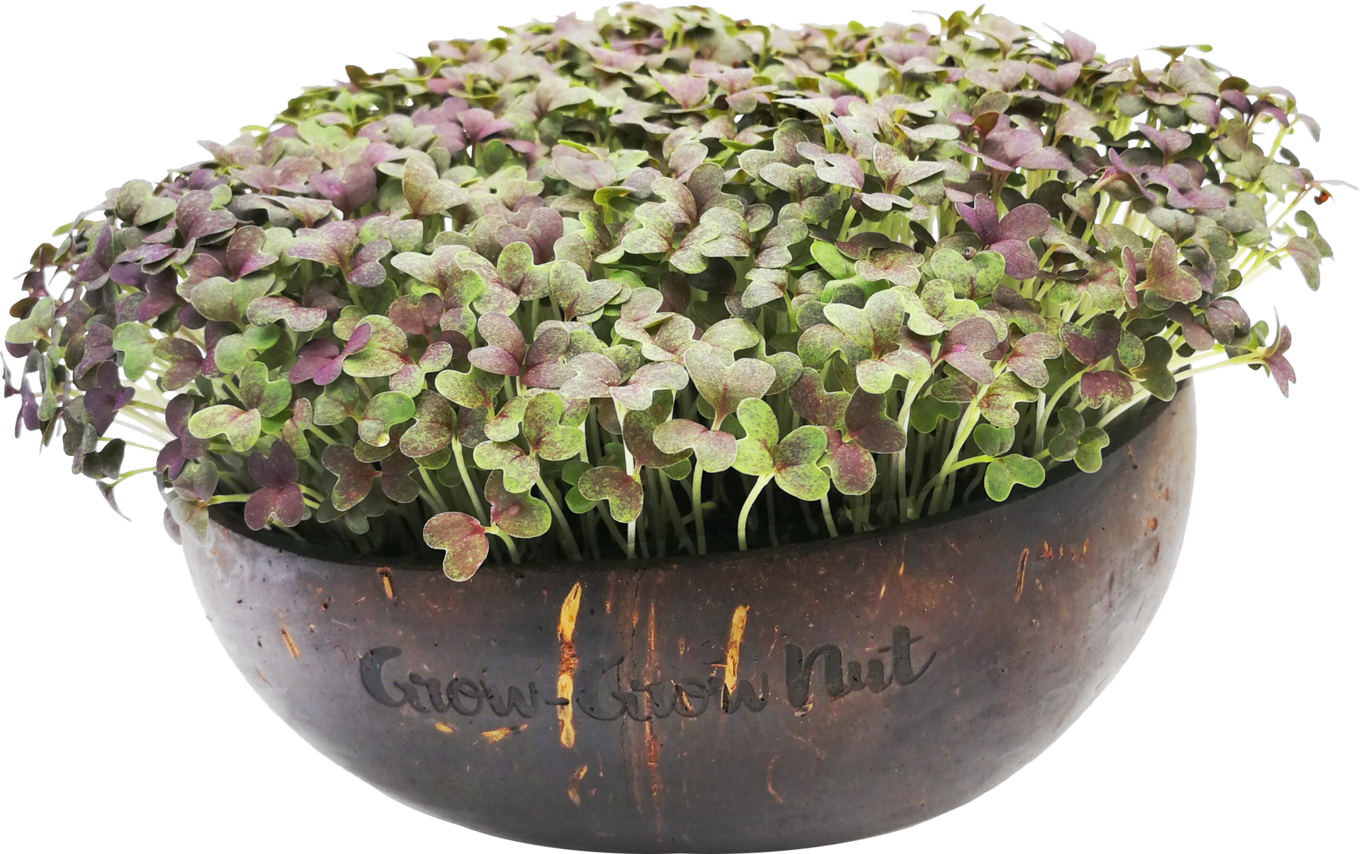  Microgreens Nachfüllpaket "The Mikro Greens"