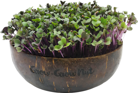  Microgreens Nachfüllpaket "The Mikro Greens"