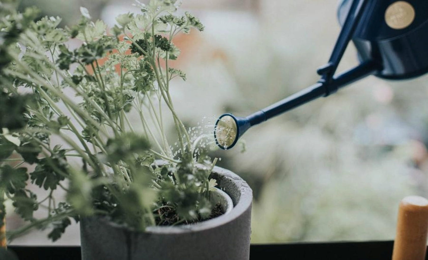  Indoor-Gießkanne "The Langley Sprinkler" - 0.7 L, Blau