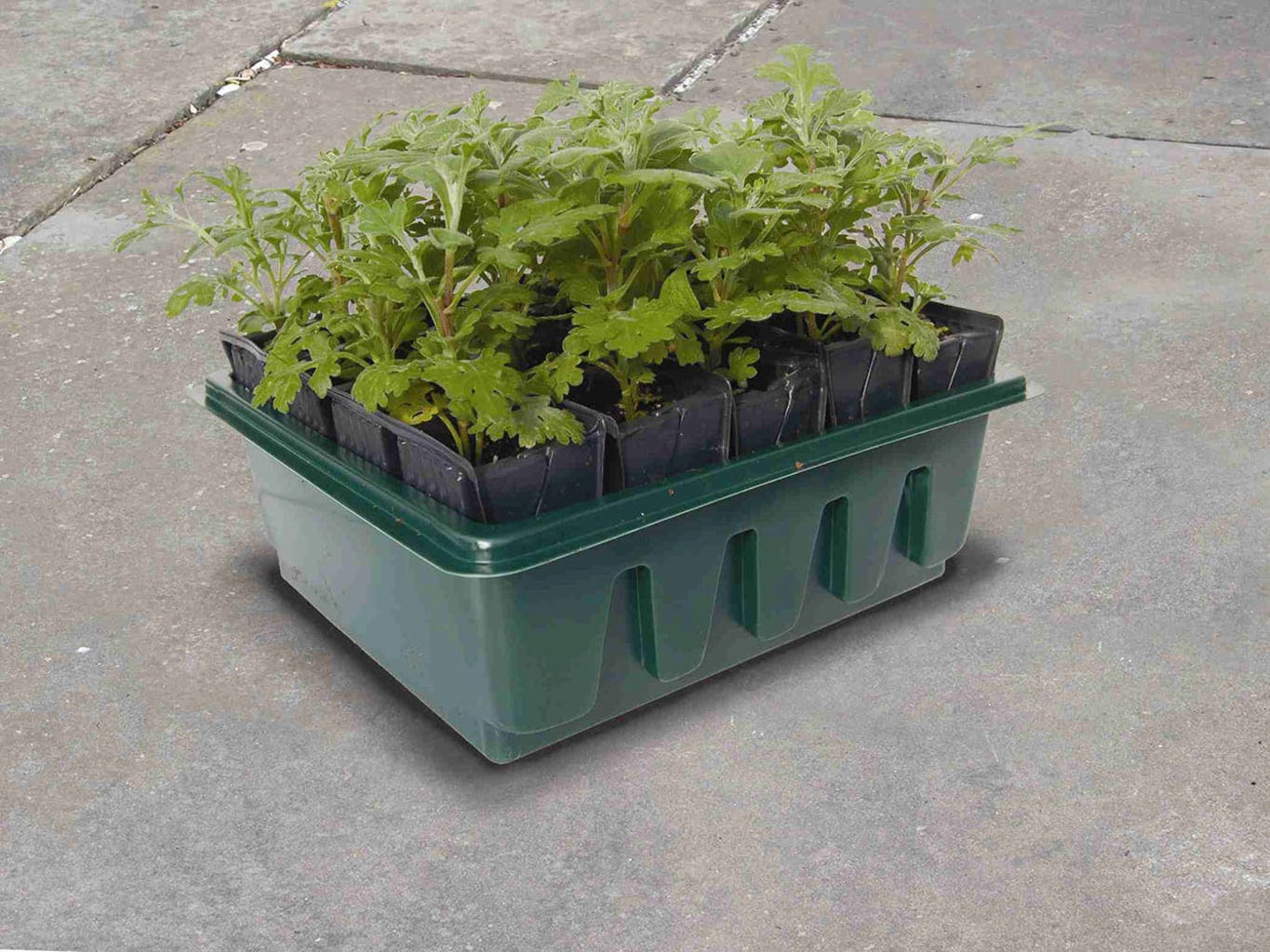  Anzuchtschale "Compact Rootrainers"