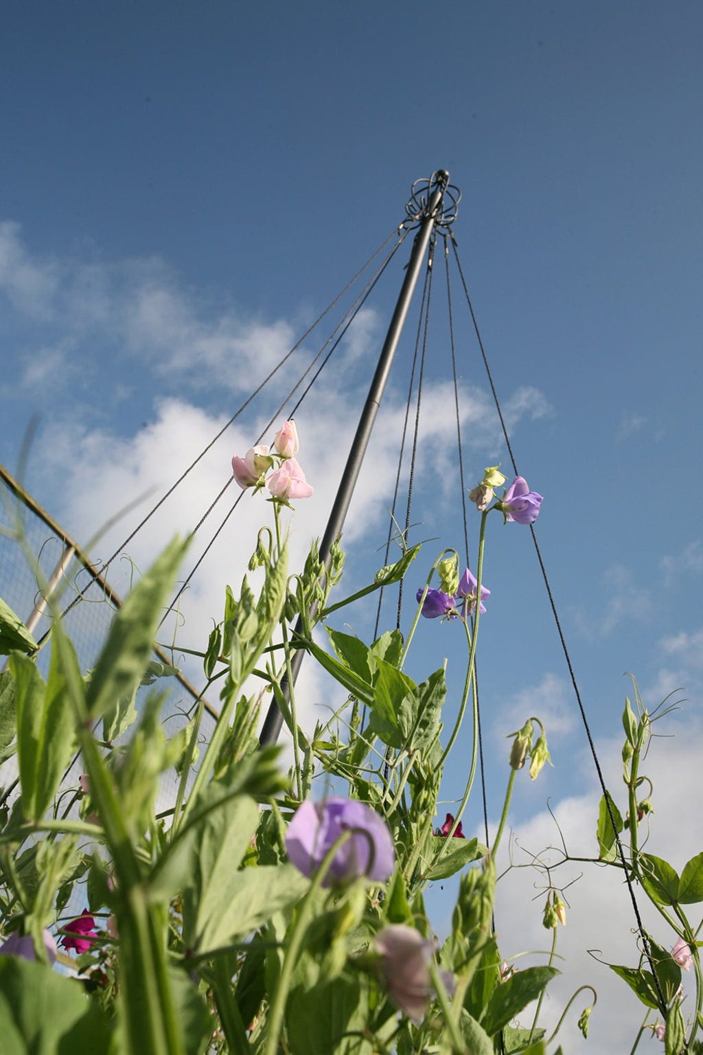  Garten-Maibaum