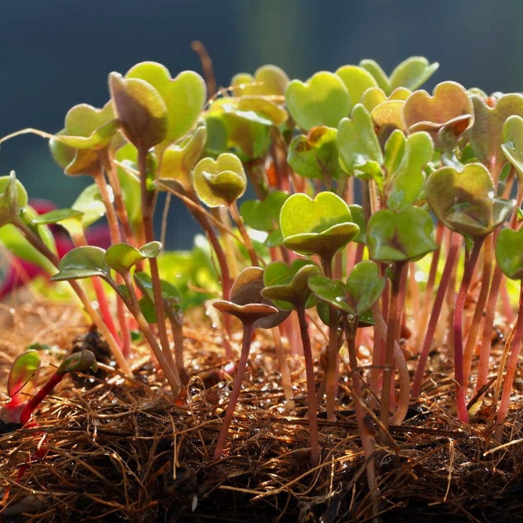  Microgreen-Anzuchtmatte, 3 Stück