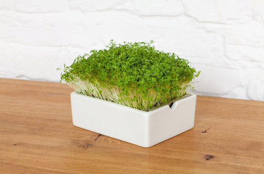  Gartenkresse Microgreens Saatpad