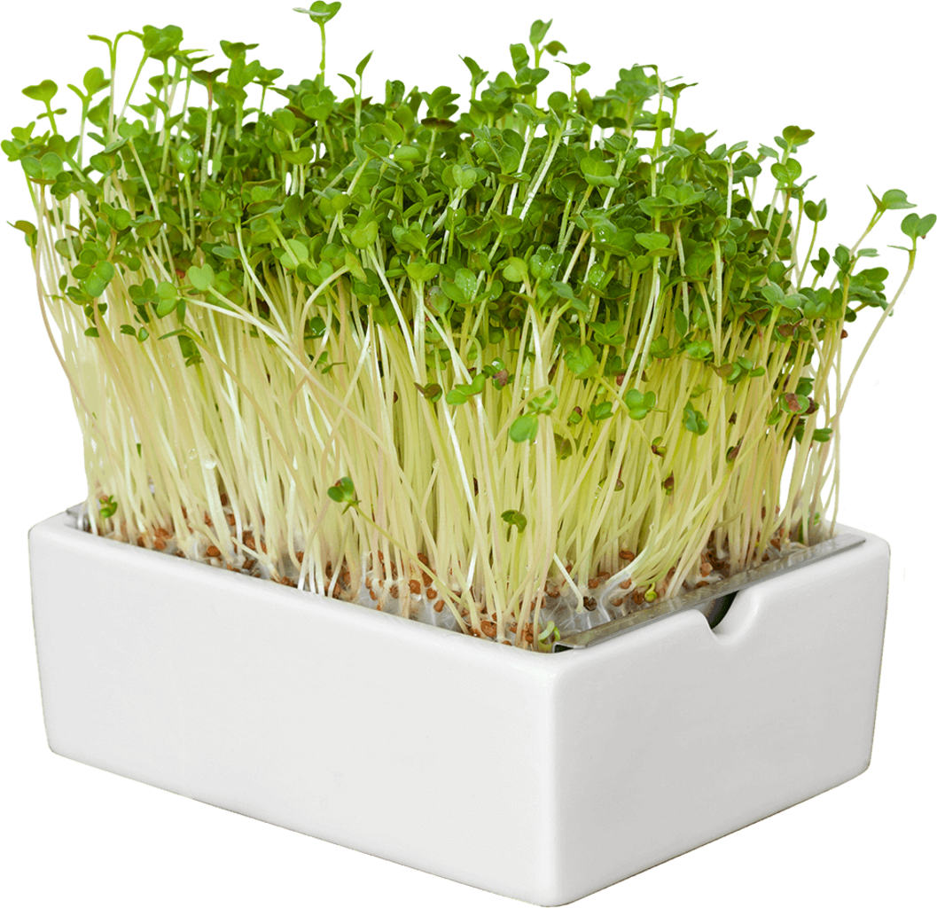  Radieschen Microgreens Saatpad