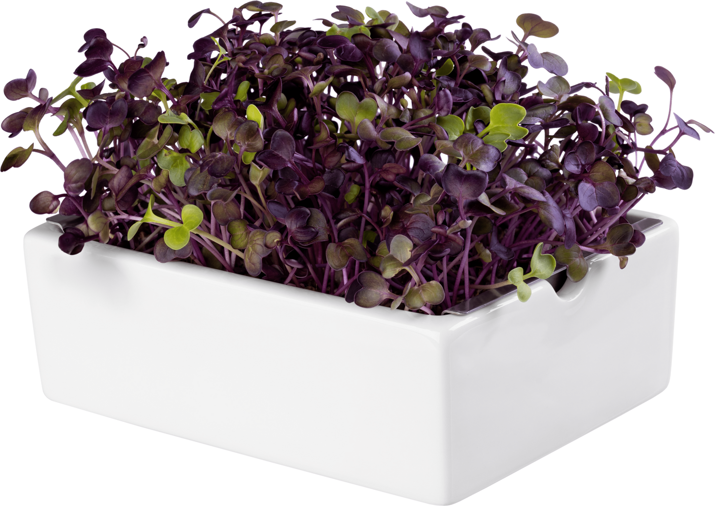  Radieschen Rambo Microgreen Saatpad